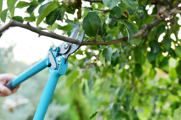 Residential Tree Removal in Fox Lake, IL